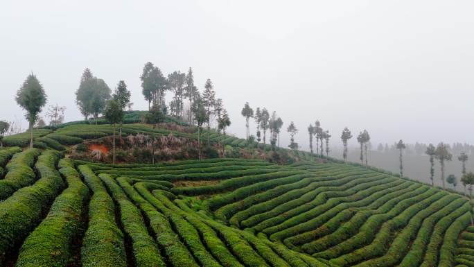 航拍云雾茶山