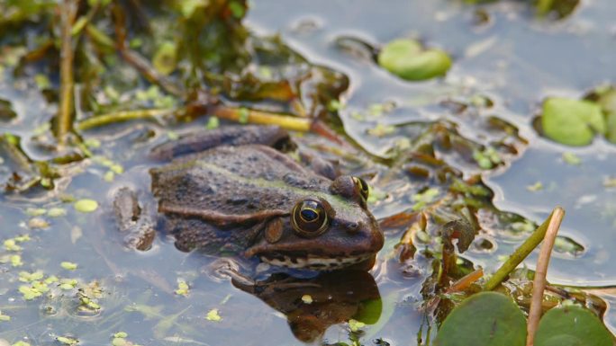 巴尔干青蛙静静地站在水里，周围是水生植物