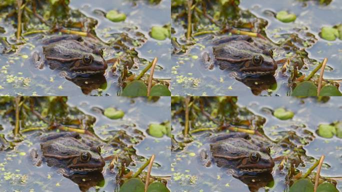 巴尔干青蛙静静地站在水里，周围是水生植物