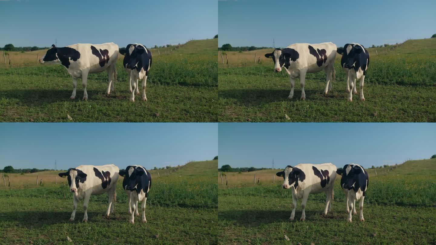 两头牛的特写视频素材夏日升格牛尾巴