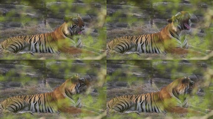 皇家孟加拉虎Panthera Tigris在印度森林里休息的美丽肖像