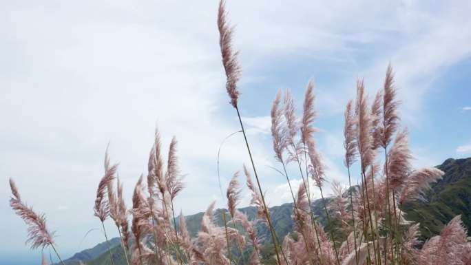 潘帕斯草原上的花草在夏日的微风中摇曳在山间。