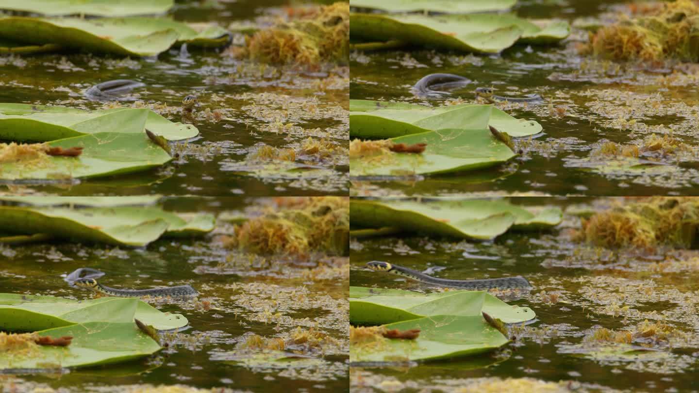 草蛇在池塘里游来游去，四处寻找食物