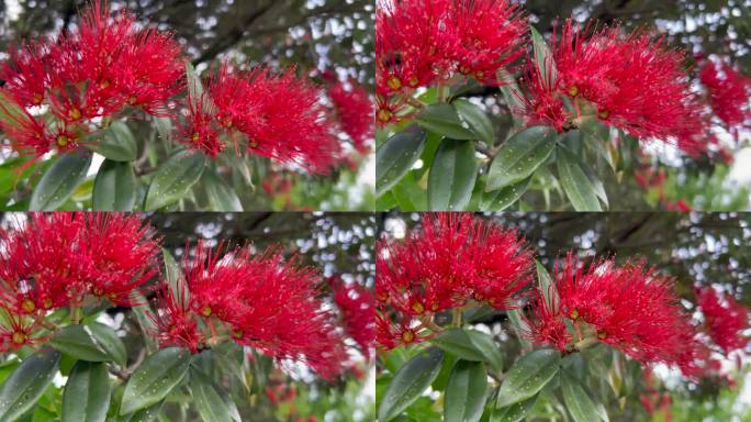 有风的日子里的Pohutukawa花
