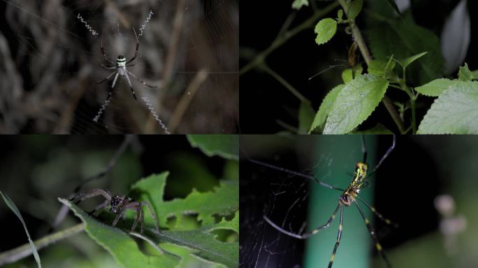 野生动物-蜘蛛合集