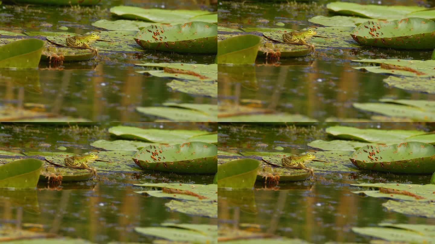 一只绿色的巴尔干青蛙静静地坐在池塘中央的睡莲叶子上
