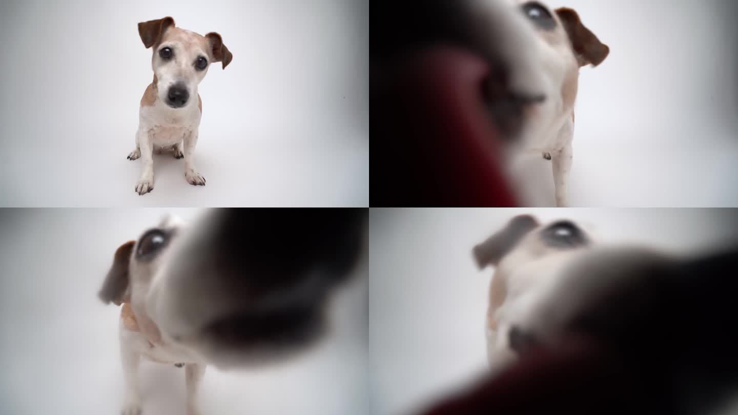 狗在舔摄像头屏幕。白色演播室视频片段