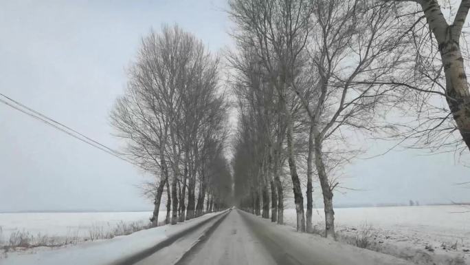 冬季北方国道行车两侧高大白杨树风景