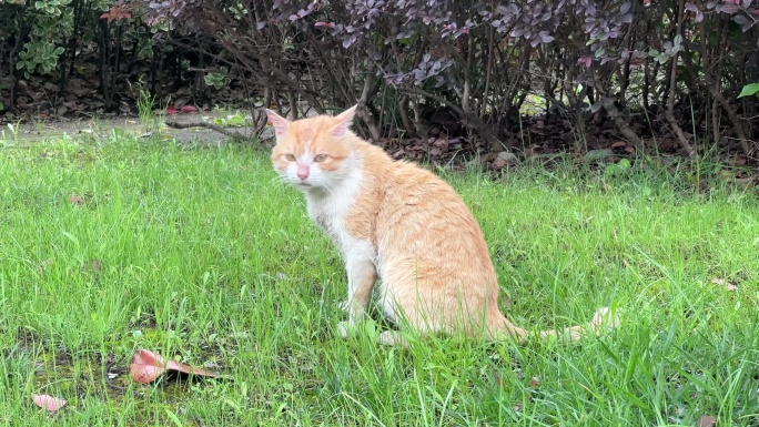 4K原创 草坪上的小奶猫