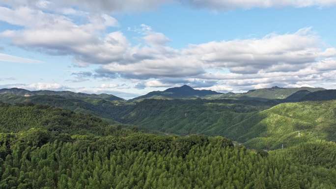 青山竹林航拍延时