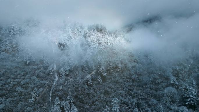 唯美雪景 下雪 壮观森林雪景 白雪茫茫