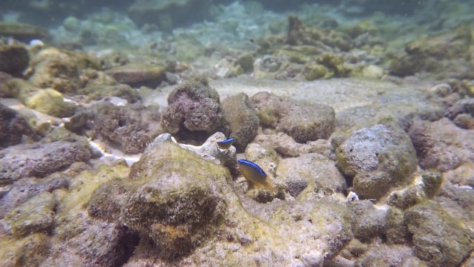 两条五颜六色的鱼在马尔代夫的海里游泳
