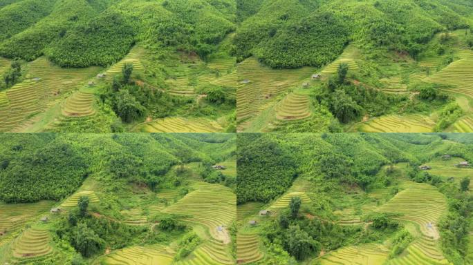 绿色和黄色的梯田在青山脚下，亚洲，越南，东京，萨帕，朝老蔡，在夏天，在一个阳光明媚的日子。