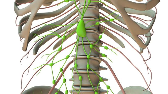 人体淋巴系统的解剖学见解