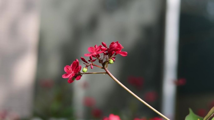 温柔摇曳的红花