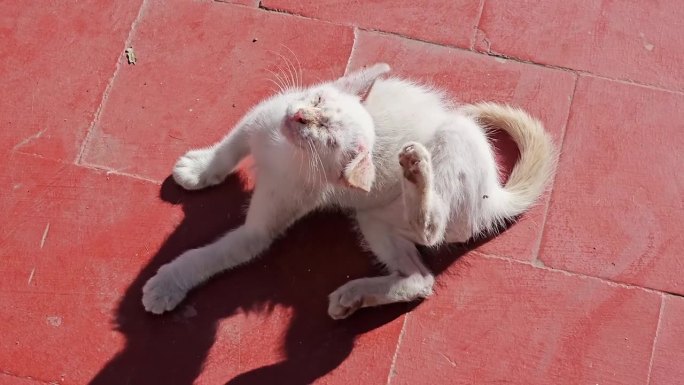 一只生病的白色小猫，癣的折磨:生病的白色小猫表现出瘙痒和脱发