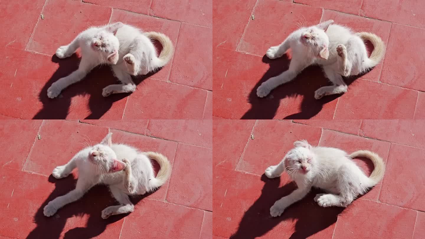 一只生病的白色小猫，癣的折磨:生病的白色小猫表现出瘙痒和脱发
