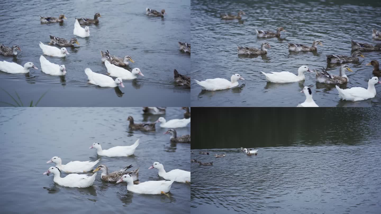 4K一群鸭子在河面上游弋