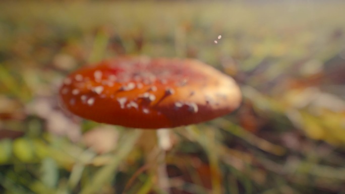 红蘑菇生长在草地上