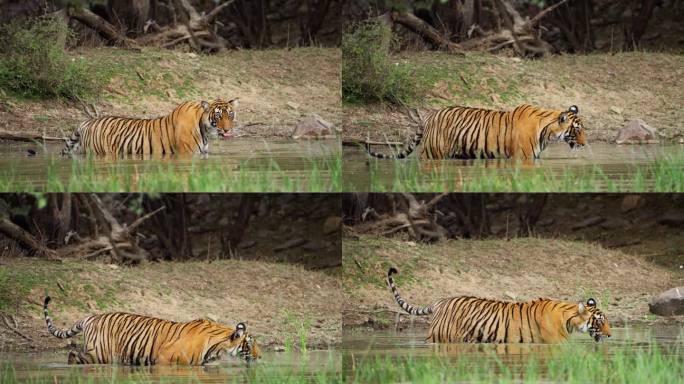 一只野生美丽的皇家孟加拉雌虎Panthera Tigris在印度森林的一个水池里游泳