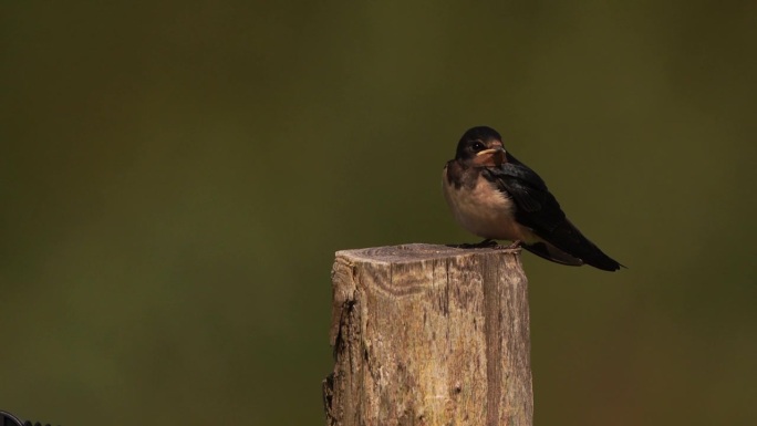 一只幼年小燕子坐在木杆上