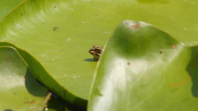 可爱的巴尔干小青蛙静静地坐在一片绿色的大睡莲叶子上