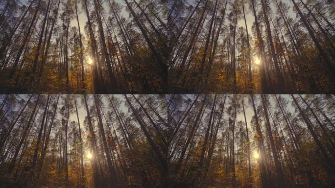 薄雾笼罩的秋天森林里的阳光