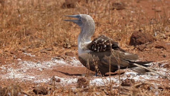 在加拉帕戈斯群岛圣克鲁斯附近的北西摩岛上，一只蓝脚鲣鸟(Sula nebouxii)试图在保护其蛋免