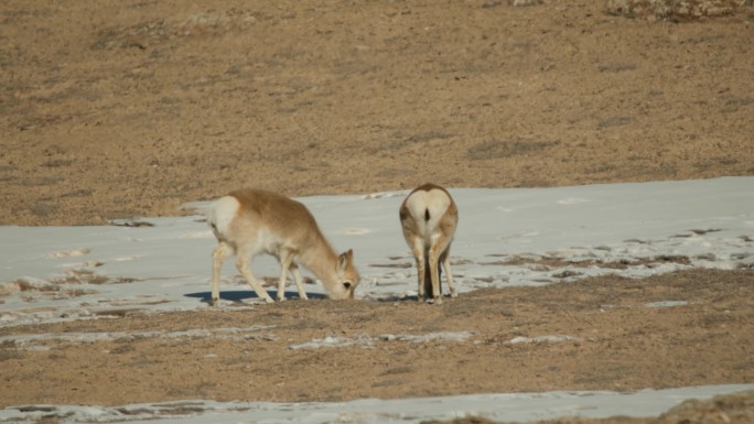 野生动物-藏原羚