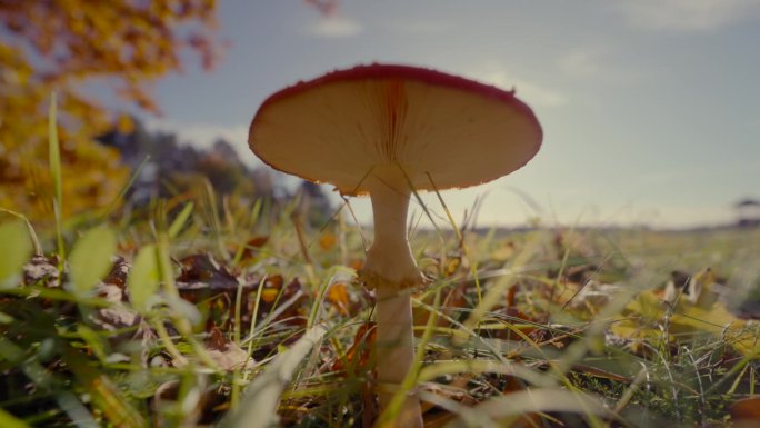 红蘑菇生长在草地上