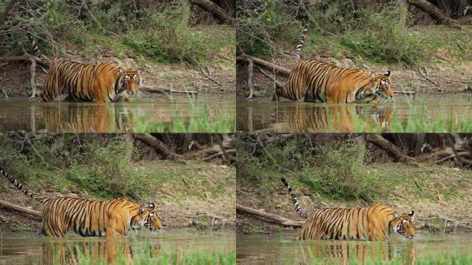 一只野生美丽的皇家孟加拉雌虎Panthera Tigris在印度森林的一个水池里游泳