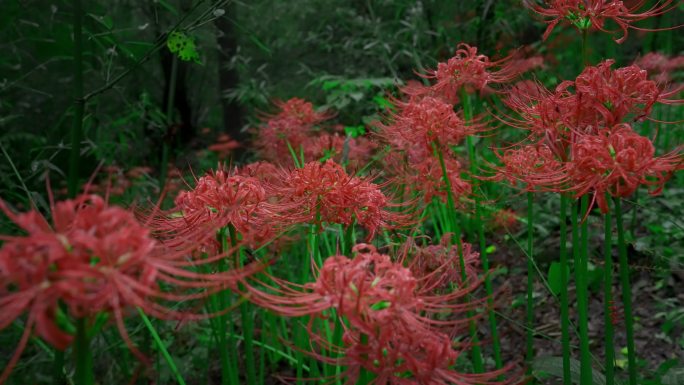 彼岸花 曼珠沙华4K