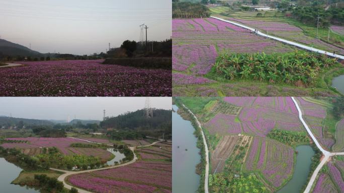 波斯菊花海4k素材