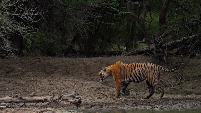 一只野生美丽的皇家孟加拉雌虎Panthera Tigris在印度森林的一个水池里游泳