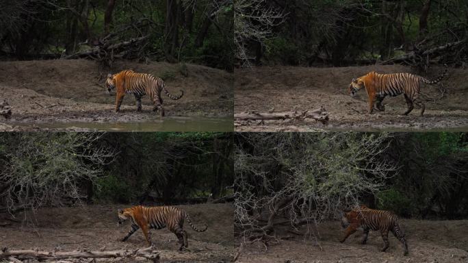 一只野生美丽的皇家孟加拉雌虎Panthera Tigris在印度森林的一个水池里游泳