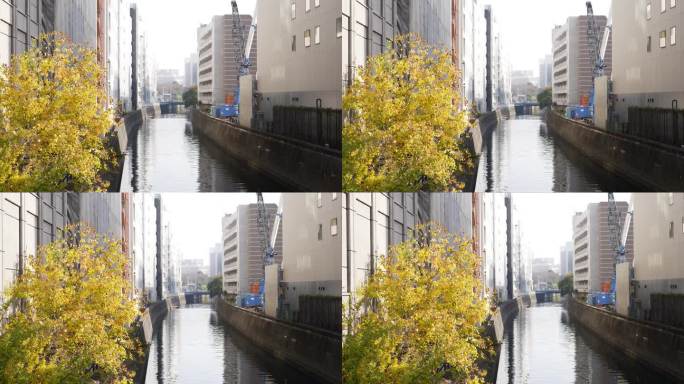 神田河，秋天的季节。