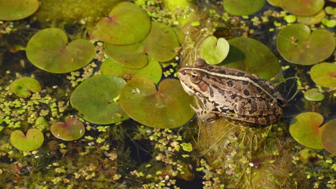 在塞尔维亚的池塘表面，一只巴尔干青蛙静静地站在睡莲的叶子上