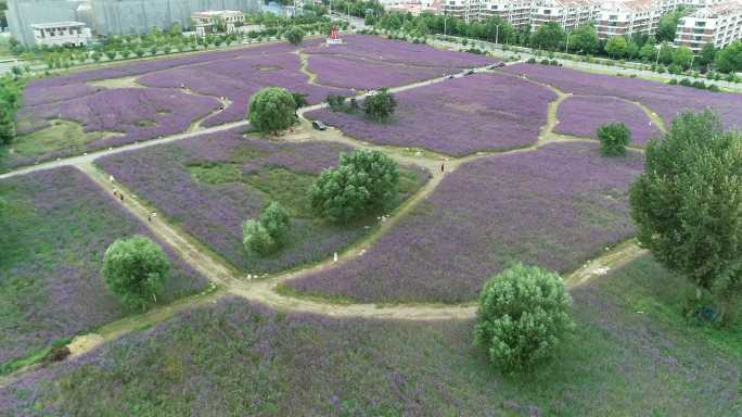 秦皇岛 薄荷 航怕 4k 原素材