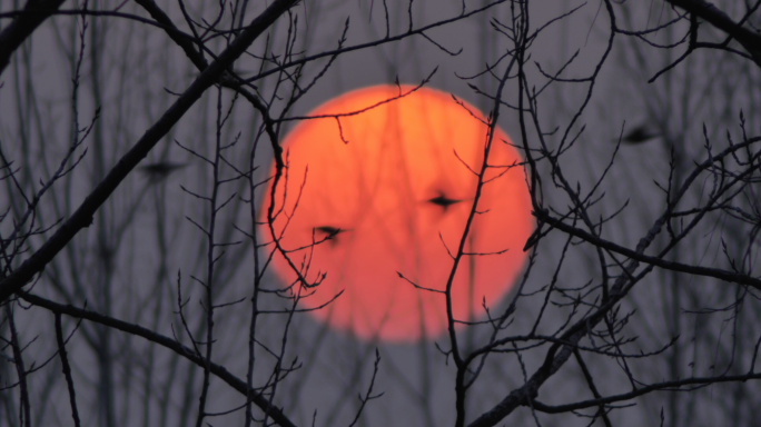 意境飞鸟掠过夕阳树枝