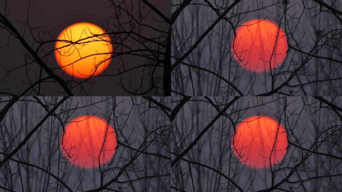 意境飞鸟掠过夕阳树枝