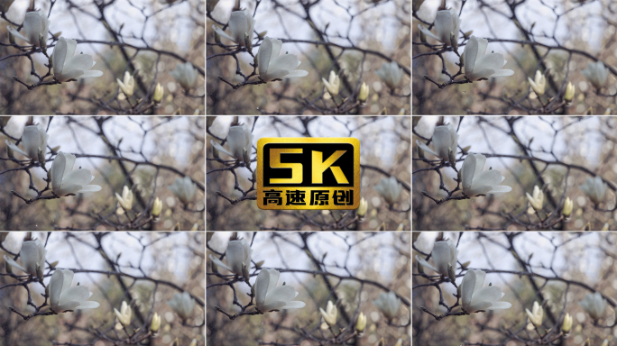 【5K】水滴从玉兰花上滴落，玉兰花空镜
