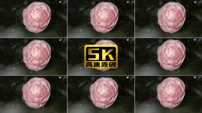 5K-花朵，水滴，雨滴从茶花上滴落