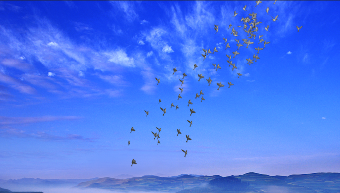 群鸟飞翔带通道群鸟朝一个方向飞群鸟向上飞