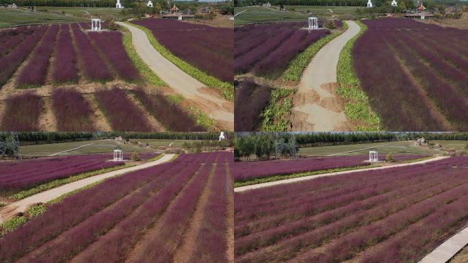 秦皇岛 粉黛草 航怕 4k 原素材