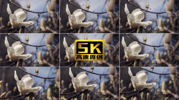 5K-唯美白玉兰，玉兰花开，雨中玉兰