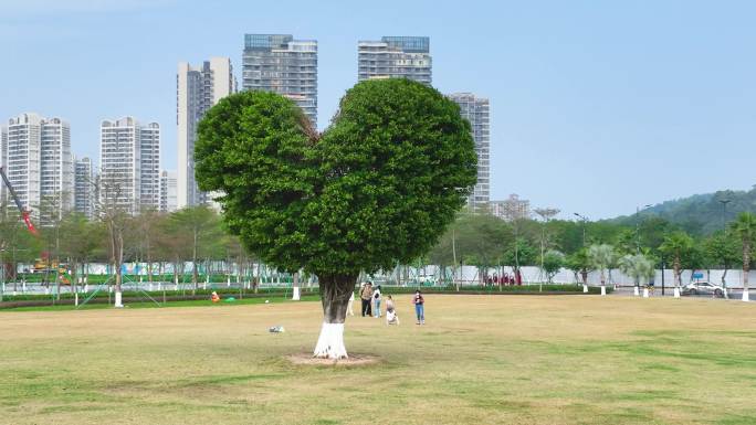 珠海高新区唐家湾格力海岸公园网红爱心树