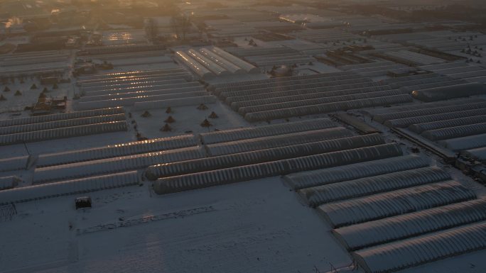 东北雪后清晨大棚航拍4k 农业种植