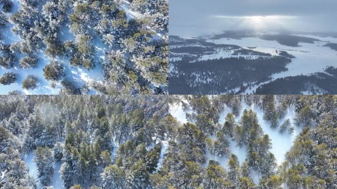 寒冬雪原风雪中的绿色沙地樟子松林