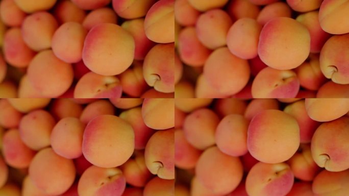 一堆桃子。一大堆多汁的桃子，滴着花蜜，散发着夏天的甜蜜，与它们多汁的核桃仁表亲油桃和杏子一起招手，让