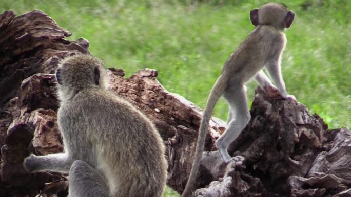 一只雌长尾猴在一棵倒下的树根上抱着一个婴儿。妈妈在啃树皮，幼崽在四处爬来爬去寻找有利位置。然后试图偷